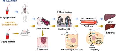 Fructose metabolism and its role in pig production: A mini-review